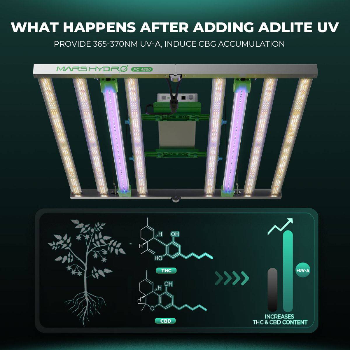 Effets des barres LED UV55 sur THC et CBD